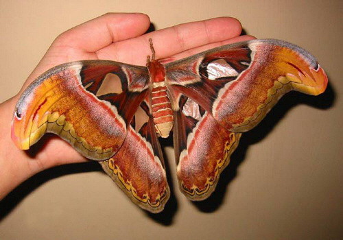 La mariposa mas grande del mundo