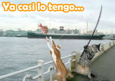 Gatos pescando