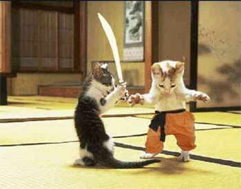 Gatos luchando