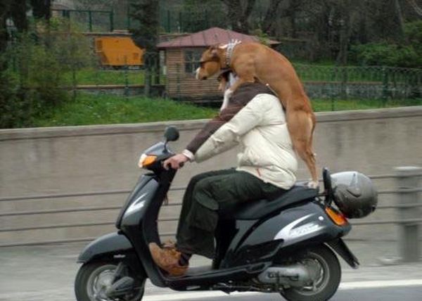 El perro en la moto