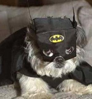 El perro Batman