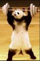 Panda Levantapesas