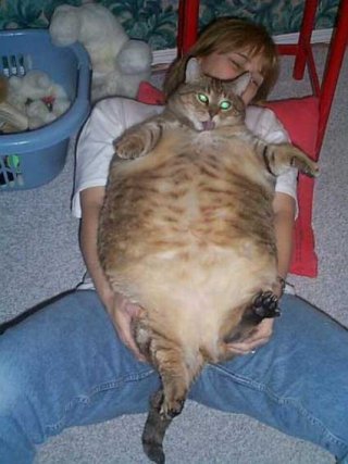 El gato mas gordo del mundo