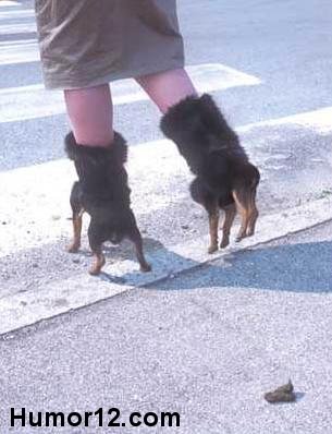 Zapatos de perro