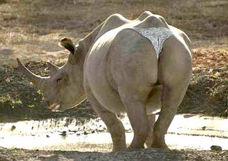Rinoceronte en tangas