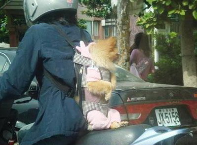 Transporte para mascotas