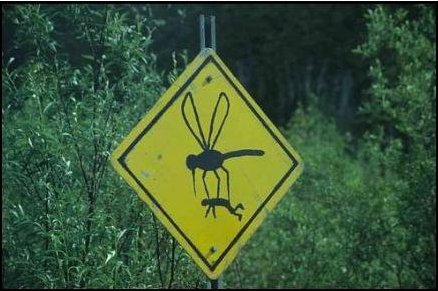 Mosquitos gigantes