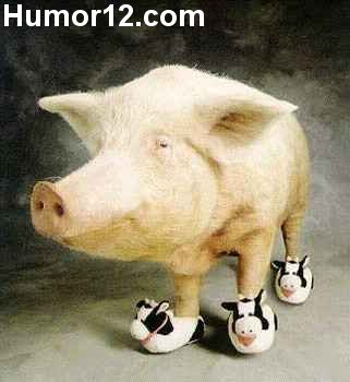 Cerdo con zapatos