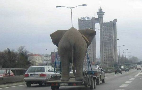 Elefante dde paseo