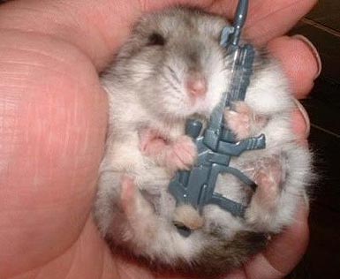 Hamster armado