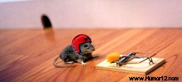 Ratón precavido vale por dos