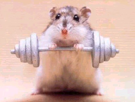 Ratón practicando pesas