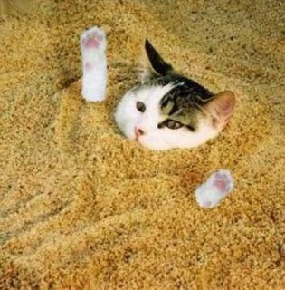 Gato en la arena