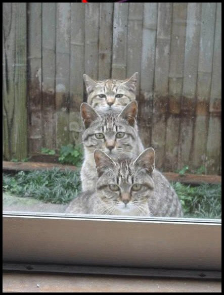 3 Gatos curiosos