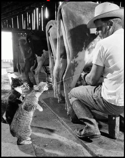 Tomando leche de las vacas