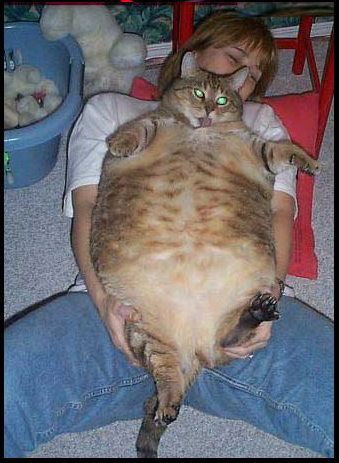 El gato obeso