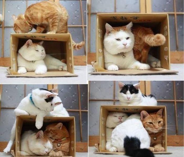 La caja de los gatos