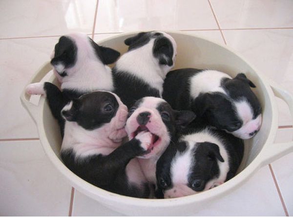 6 perritos bebes