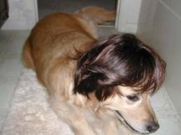 Corte de cabello canino