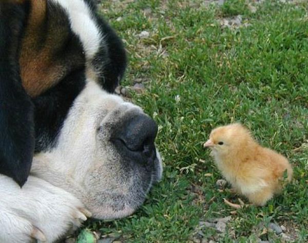 El perro y el pollito