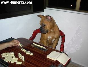 Perro jugando al dominó