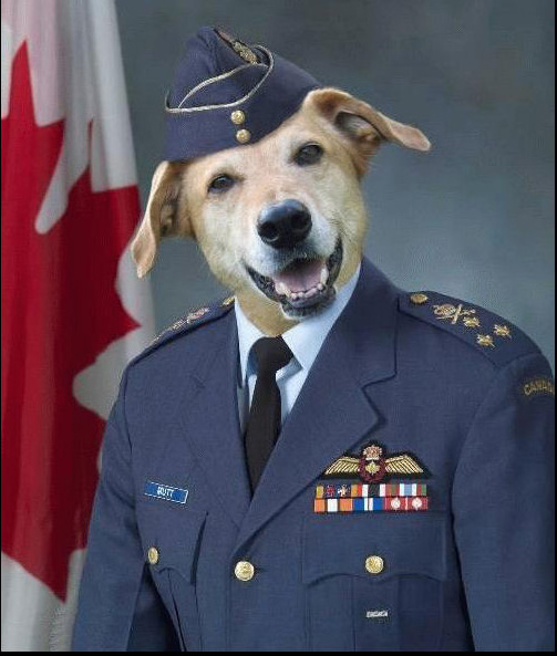 El perro militar