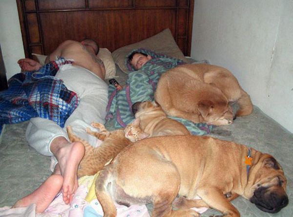 Perros y personas durmiendo
