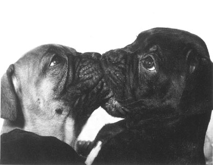 Perros besandose
