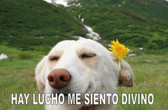 Hay lucho, me siento divino