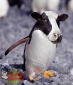 Pingüino vaca