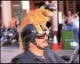 El gato motociclista