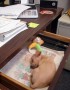El perro en la oficina