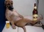 Perro alcoholico